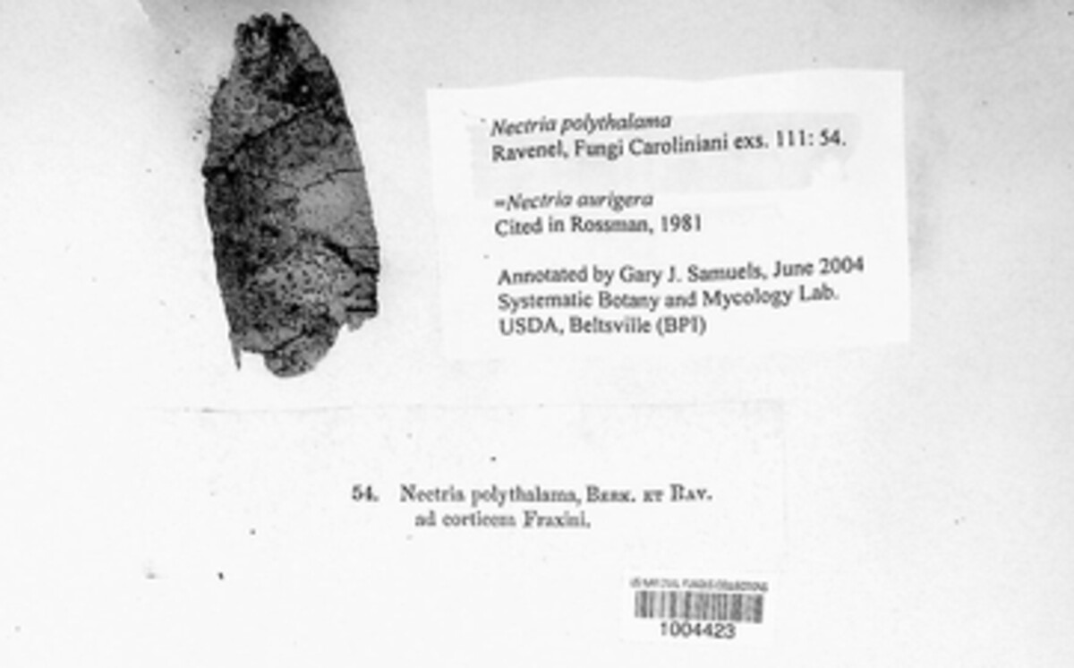 Murinectria image